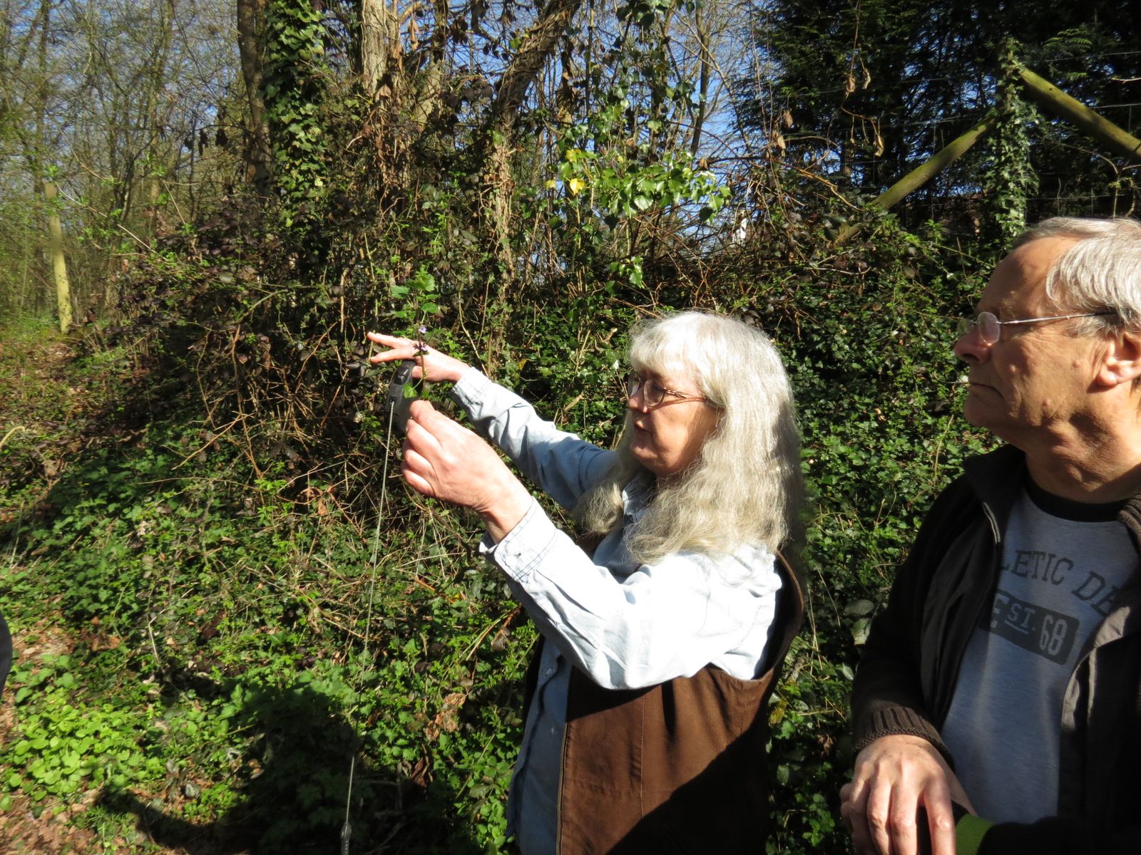 Lierre terrestre 8509